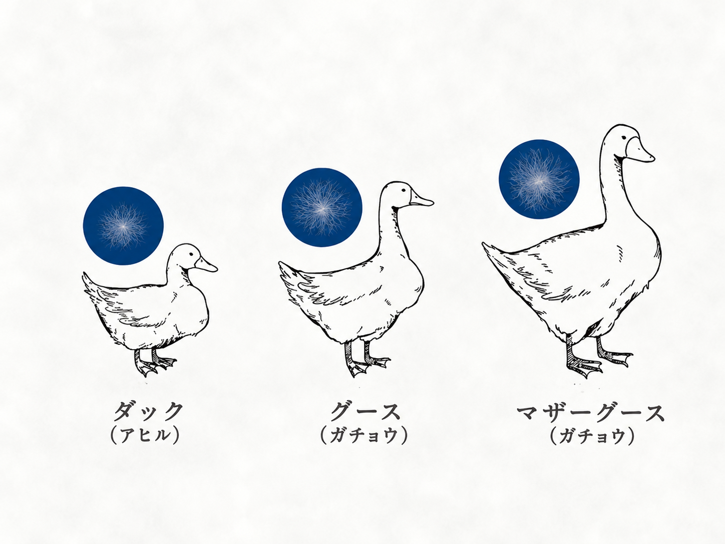 厳選した羽毛の品質